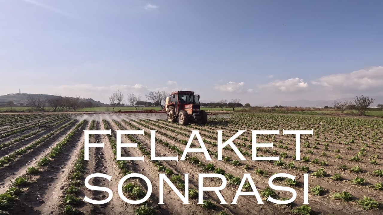 SEL VE DOLU FELAKETİNDEN SONRA MARULLARIZA GÜBRE UYGULAMASI YAPIYORUZ