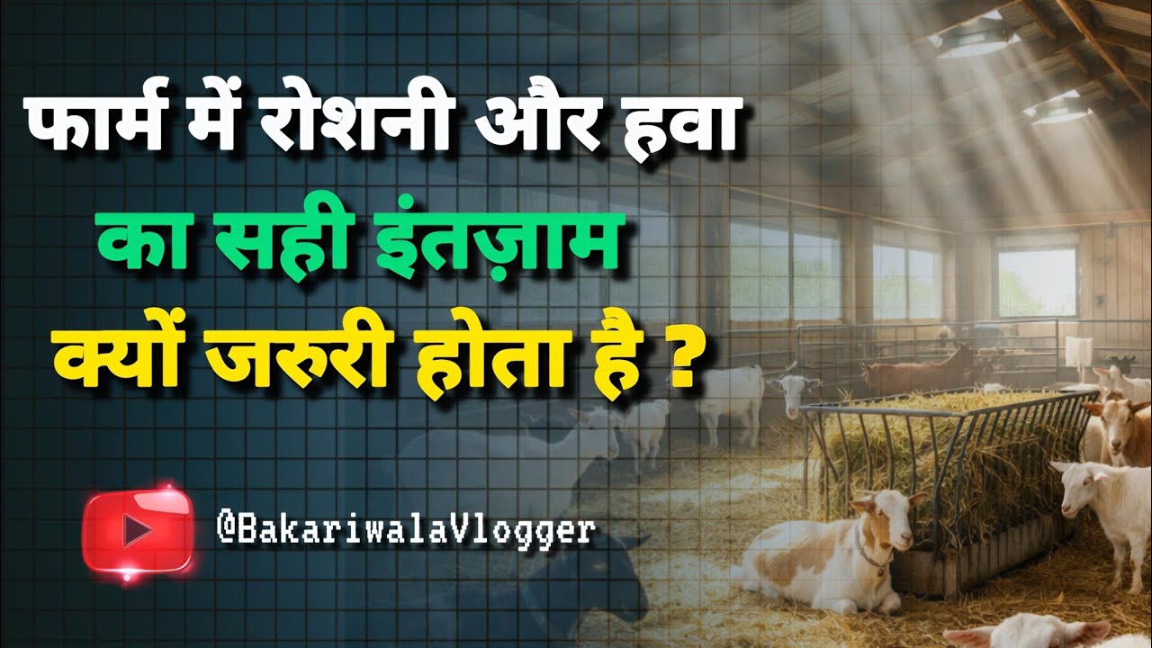 अपने मुनाफे का दम घोंटना बंद करें! जानिए फार्म वेंटिलेशन का कड़वा सच। | BakariWala Vlogger Tips