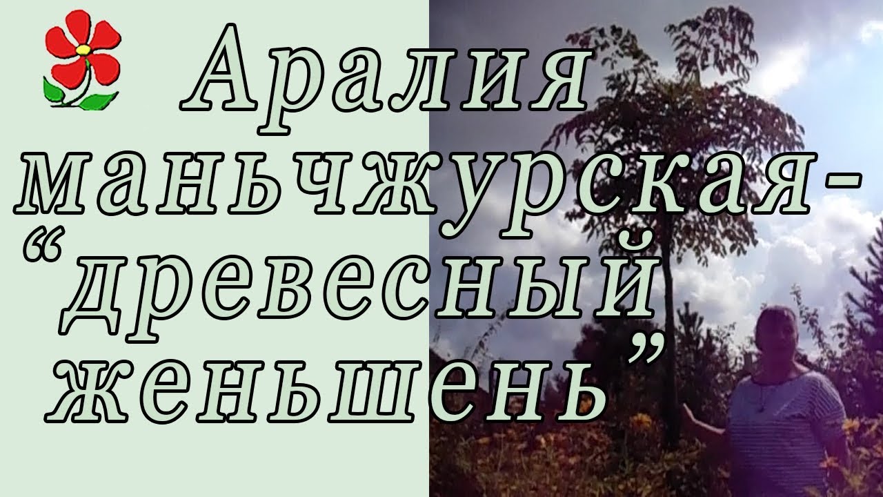 Аралия маньчжурская - 