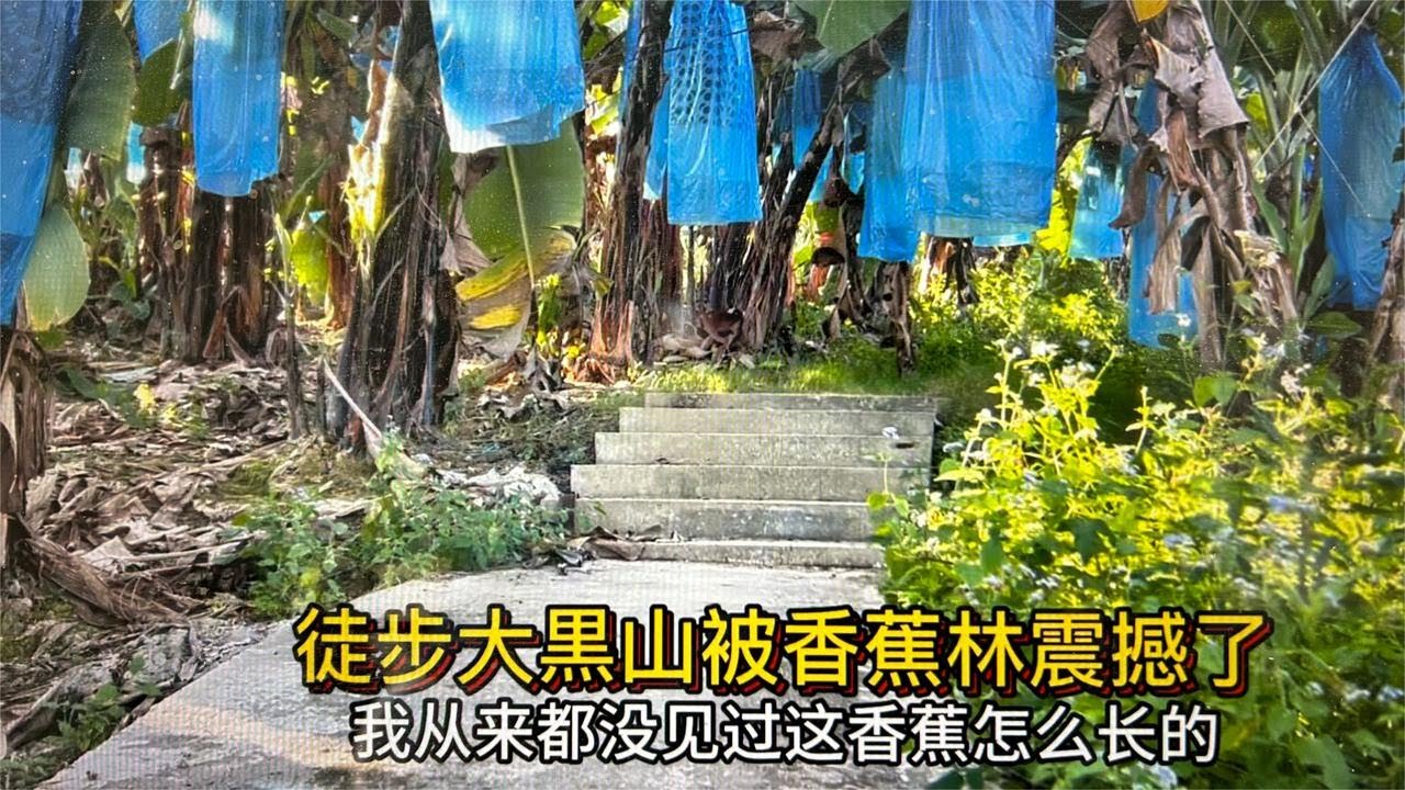 北京人徒步大黑山被大片的香蕉林震撼了吗？原来是这么长起来的