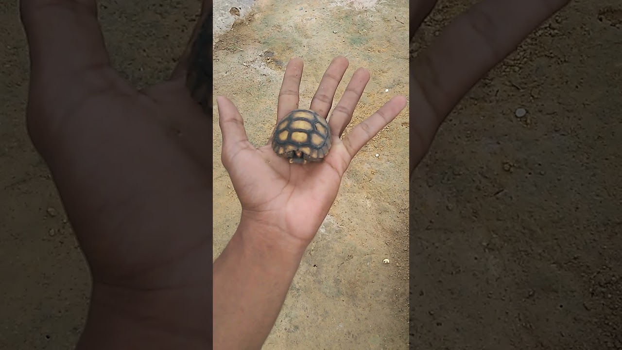 como ter primeira Tartaruga e cuidar dela esse v&iacute;deo te amostra como &eacute; que &eacute; nossa😨😨