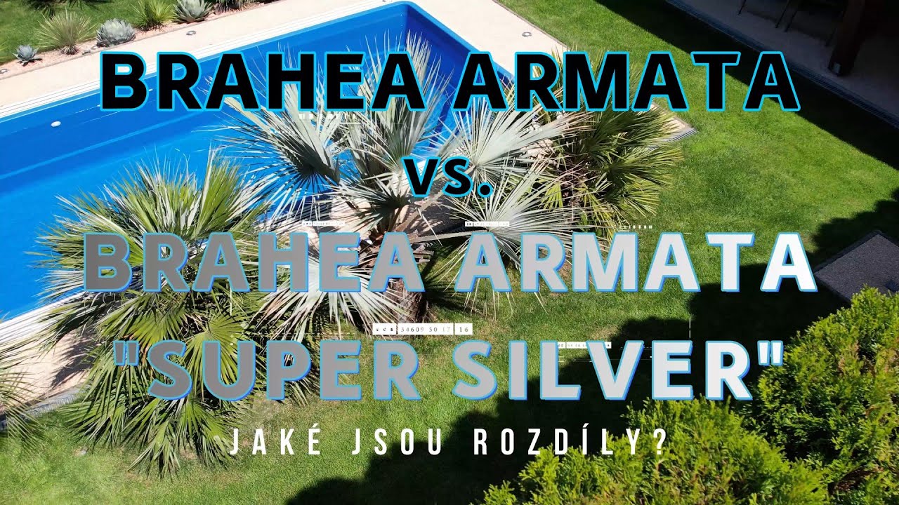 Palmy a Zahrady - Czech Republic - BRAHEA ARMATA VS BRAHEA ARMATA SUPER SILVER - CZ VERZE - 3.4.2025
