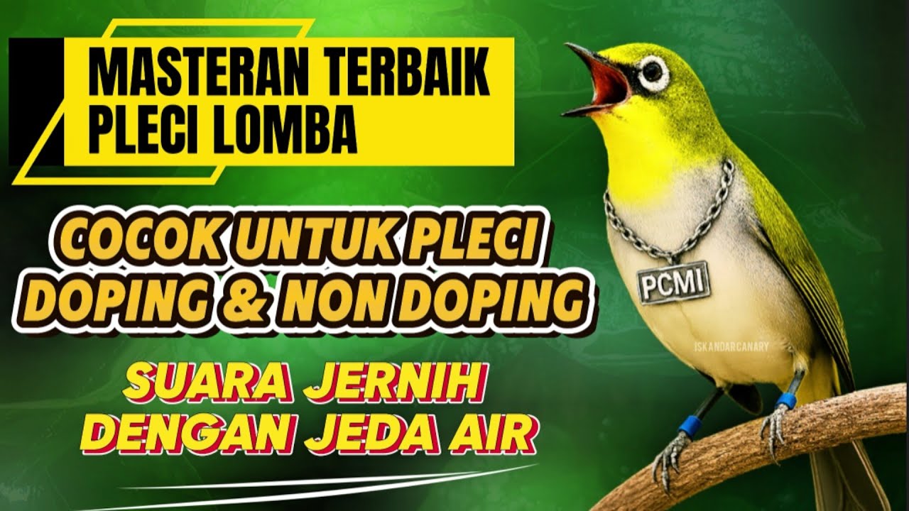 🔥 Masteran Pleci Lomba Terbaik! Cocok untuk Pleci Doping & Non Doping 🔥