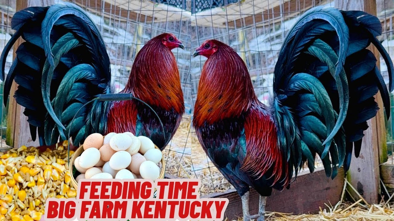 Kentucky USA Frank Oscar Bradley Farm - Feeding Time Free Range Shape Outdoor Chicken Coop
