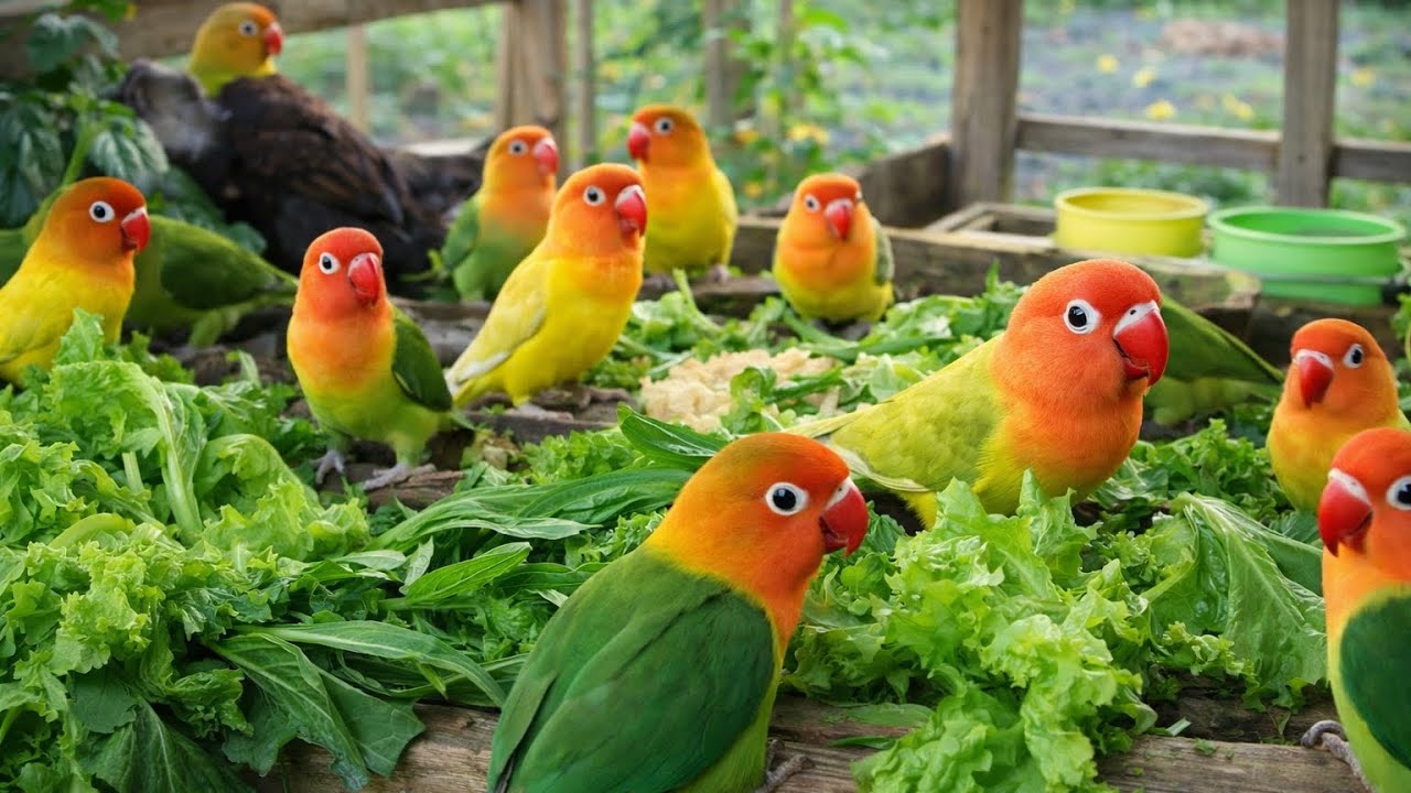 Lovebird Colorful 💚❤️#lovebirds #sunconure #parrotlover #birds #cutelovebird