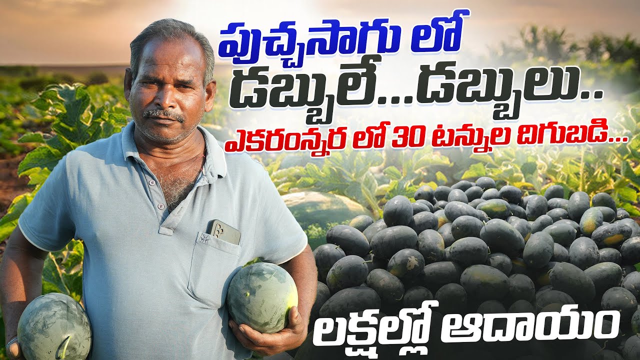 పుచ్చసాగు ఎకరంన్నర లో 30 టన్నుల దిగుబడి watermelon cultivation|@karshakavani7049