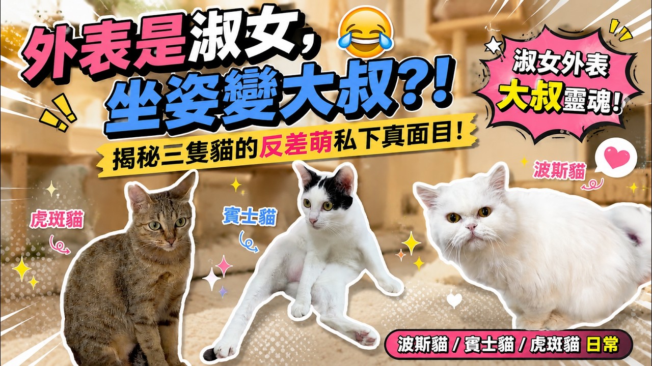 「外表是淑女，坐姿卻像大叔？😂 揭秘我家三隻貓的私下真面目！
