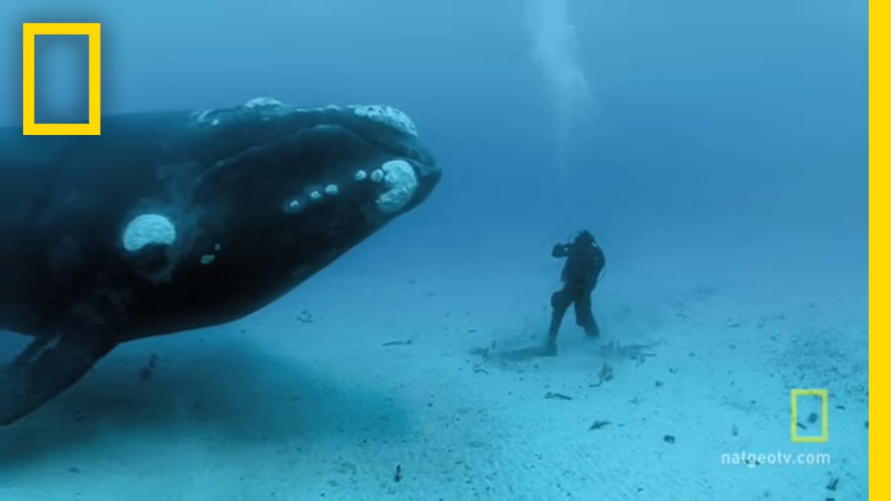 Близкие контакты с гигантами | National Geographic