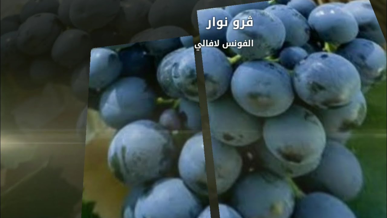 أصناف العنب 05 : ڨرو نوار Gros noir (مواصفات؛ تربية؛ تقليم؛ آفات)
