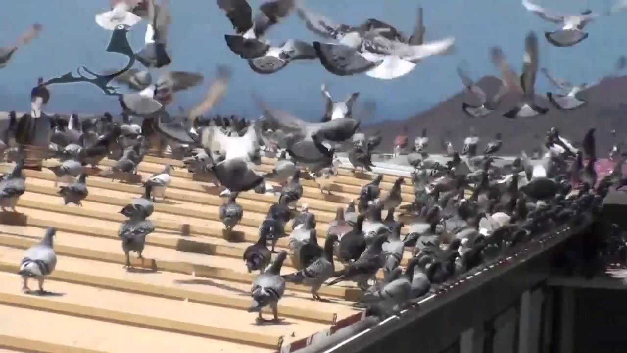 Arona-TENERIFE 2011 - PREPARE FOR GLORY! 30-08-2010 Pigeons condition!