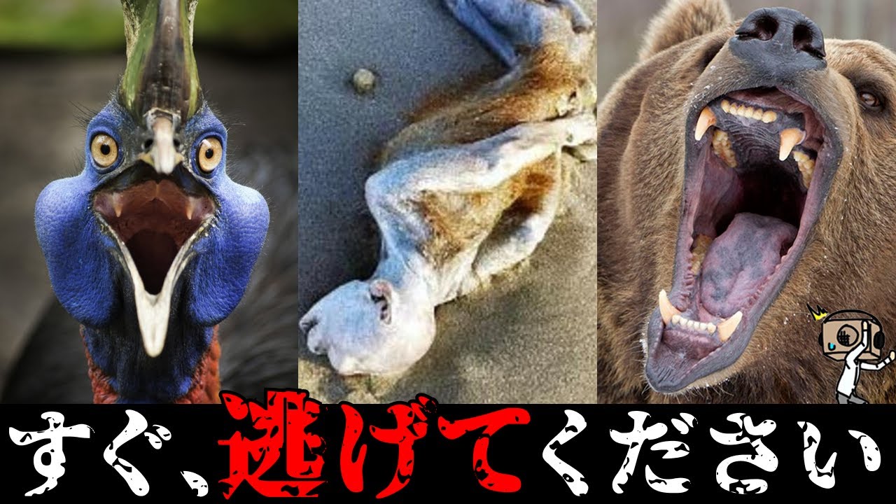 【UMA】衝撃！危険生物のヤバすぎる生態まとめ「作業用/たっくー切り抜き」