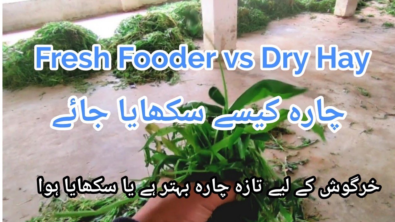 Hay Making & Storage // Is Fresh Fodder good for Rabbits// خرگوش کے لیے چارہ کیسے سکھایا جائے