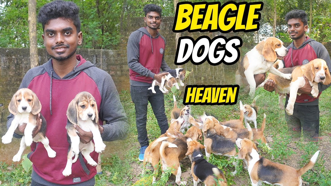 DOGS FOR SALES| BEAGLE PUPPY SALES | DOG KENNELS | Delivery Available