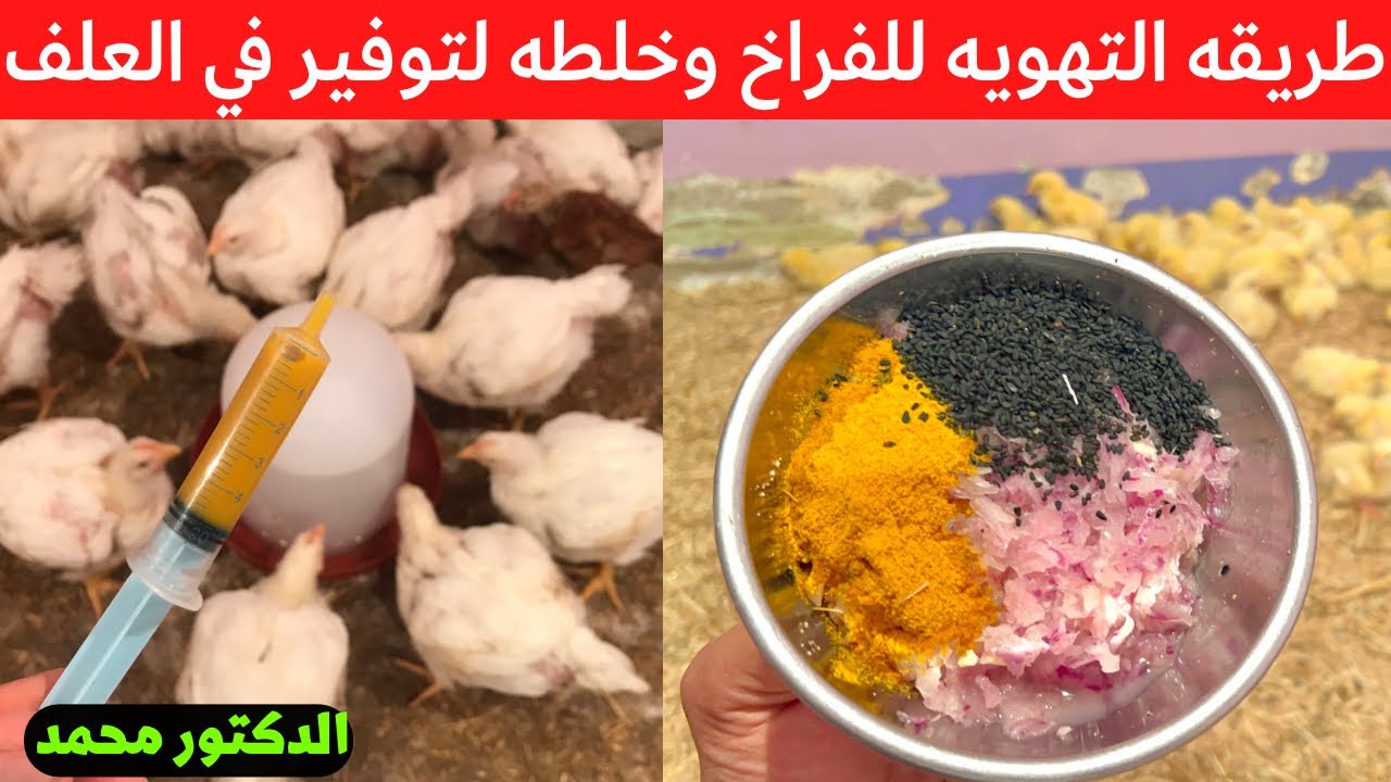 عمر١٢/ كيفيه التهويه للدجاج وصوص وخلطه لتسمين وزياده وزن الفراخ والتوفير في العلف مع دكتور