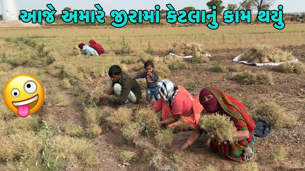 આજે અમારે જીરામાં કેટલાનું કામ થયું🤪