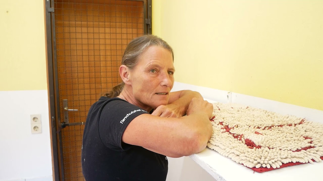 Katzenleben auf dem Tierschutzhof