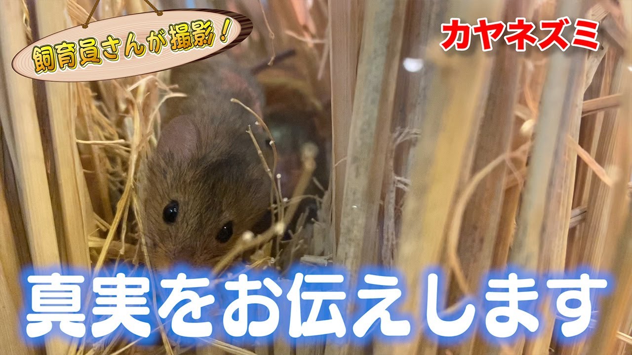 カヤネズミが絶滅するかもしれない？