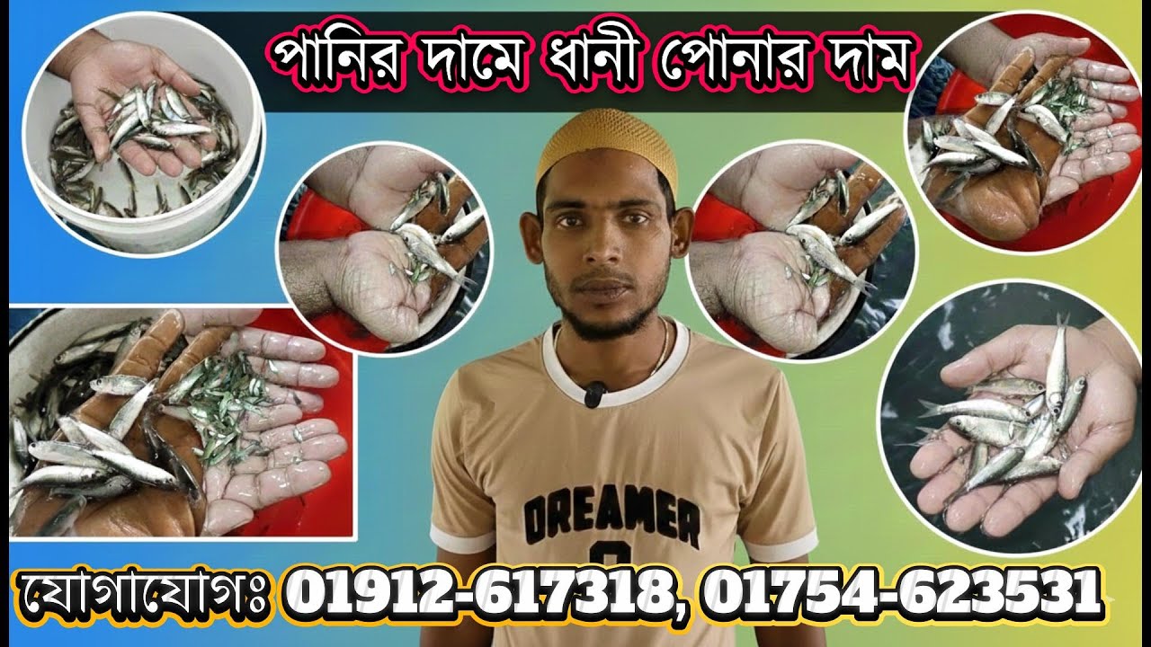 পানির দামে ধানী পোনার দাম ধানী মাছ কিনুন পাইকারি মূল্যে