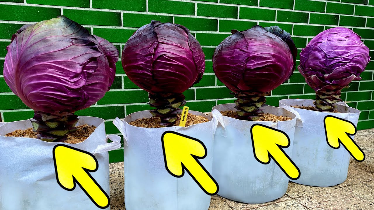 Growing Red Cabbage from Seed to Harvest - Step by Step (Containers & Growbags)
