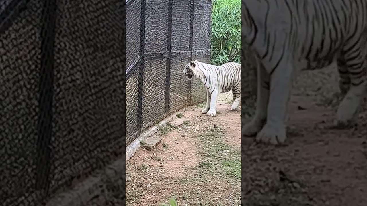 White Mania Tiger spotted at Mysore zoo #zoo #mysorezoo #ytshorts #trending #animals