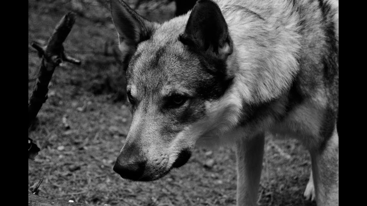 Consejos de cuidado para el Perro Lobo Herre&ntilde;o
