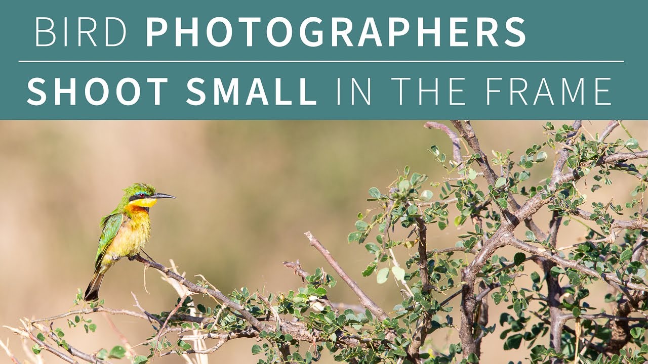 Bird Photographers - Shoot Small in the Frame