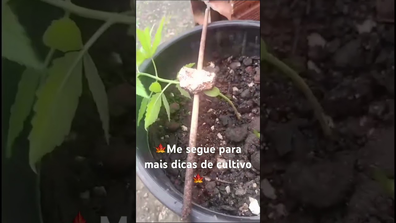 In&iacute;cio cultivo Cannabis, com semente de pren. Como plantar maconha