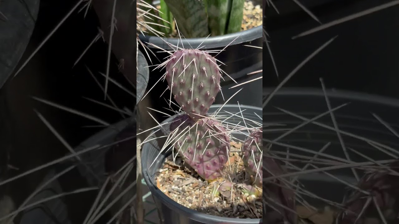 A cold hardy & colorful cactus!  