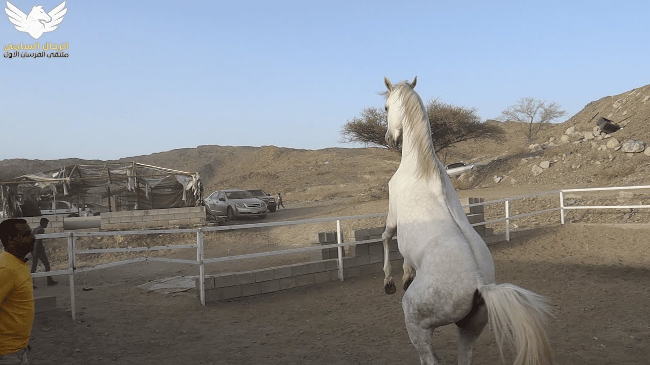 زيارة مربط الغديرين بالهدا  للخيل العربية الاصيلة