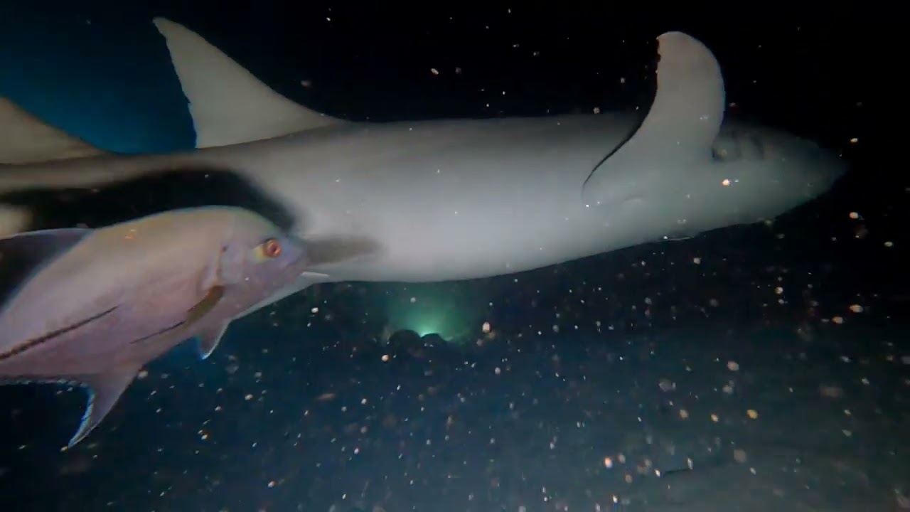diving maledives part 3 vaavu atoll nightdive with nursesharks