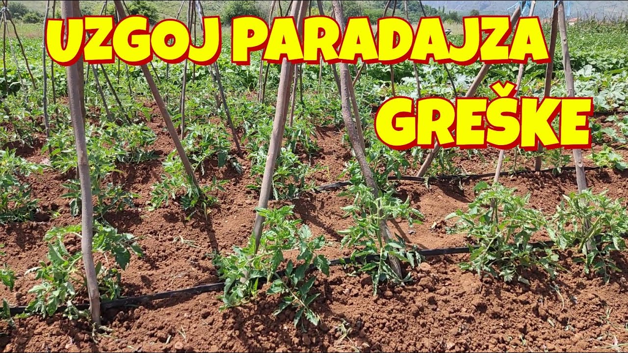 Greške kod uzgoja PARADAJZA koje svi rade