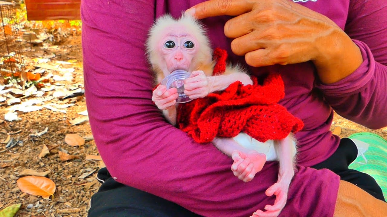 Supper Cute! Kira patiently wait mom for milk and care