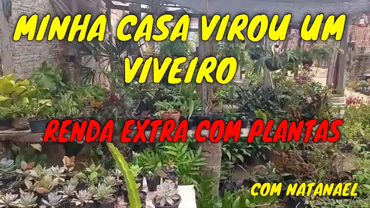 LOJA DE PLANTAS EM CASA, MINHA CASA VIROU UM VIVEIRO. Renda extra com plantas.