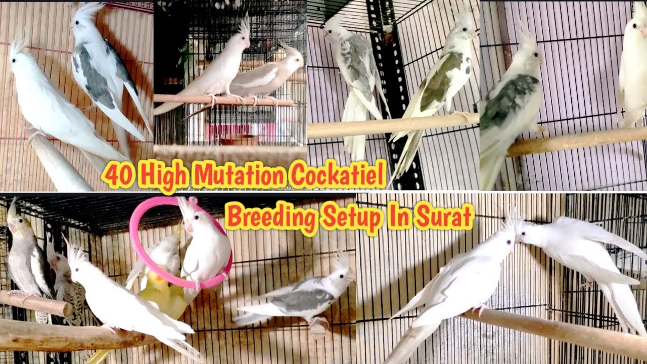 40 Pair Cockatiel Breeding Setup In Surat || Heavy Mutation Saddleback, HeavyPied, SingleSpot, Pearl