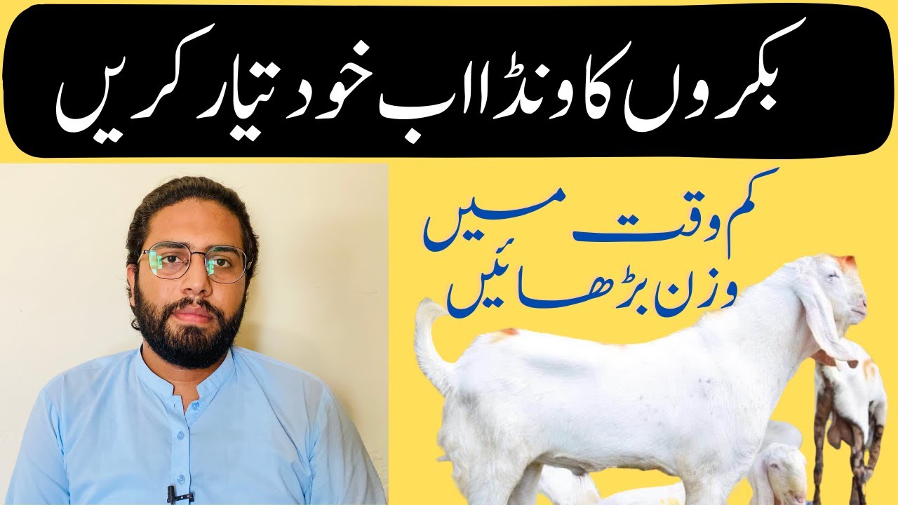 Fattening Formula For Goats || Best Wanda Formula For Goats || Rajanpuri | Beetal || Makhi-cheeena