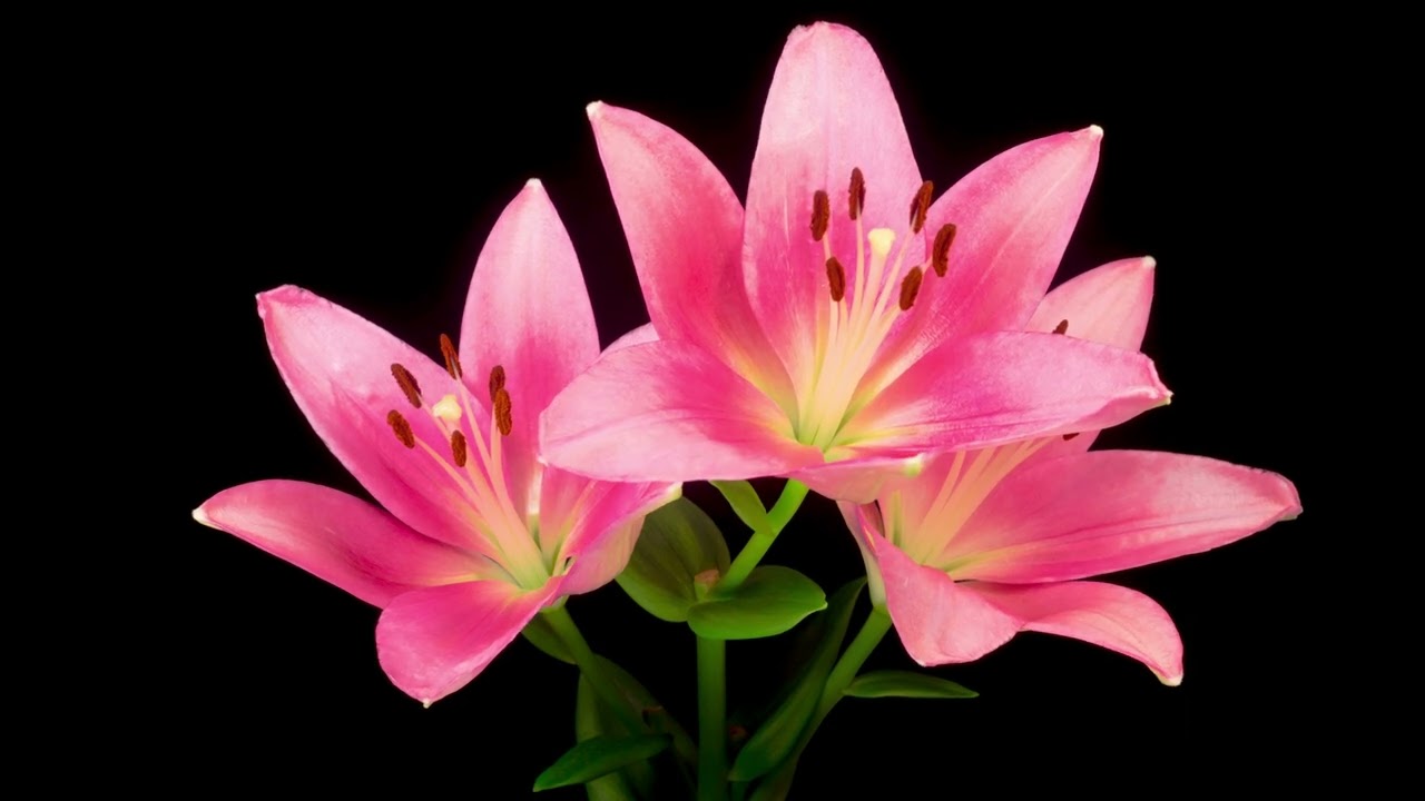 time lapse of opening beautiful pink lily flower