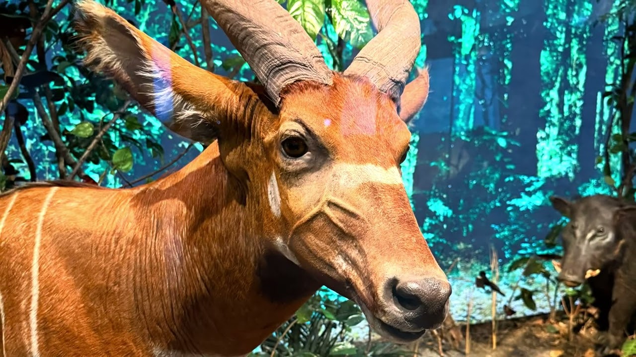 Dec. 26, 2025 A Visit To Houston The Natural Science Museum