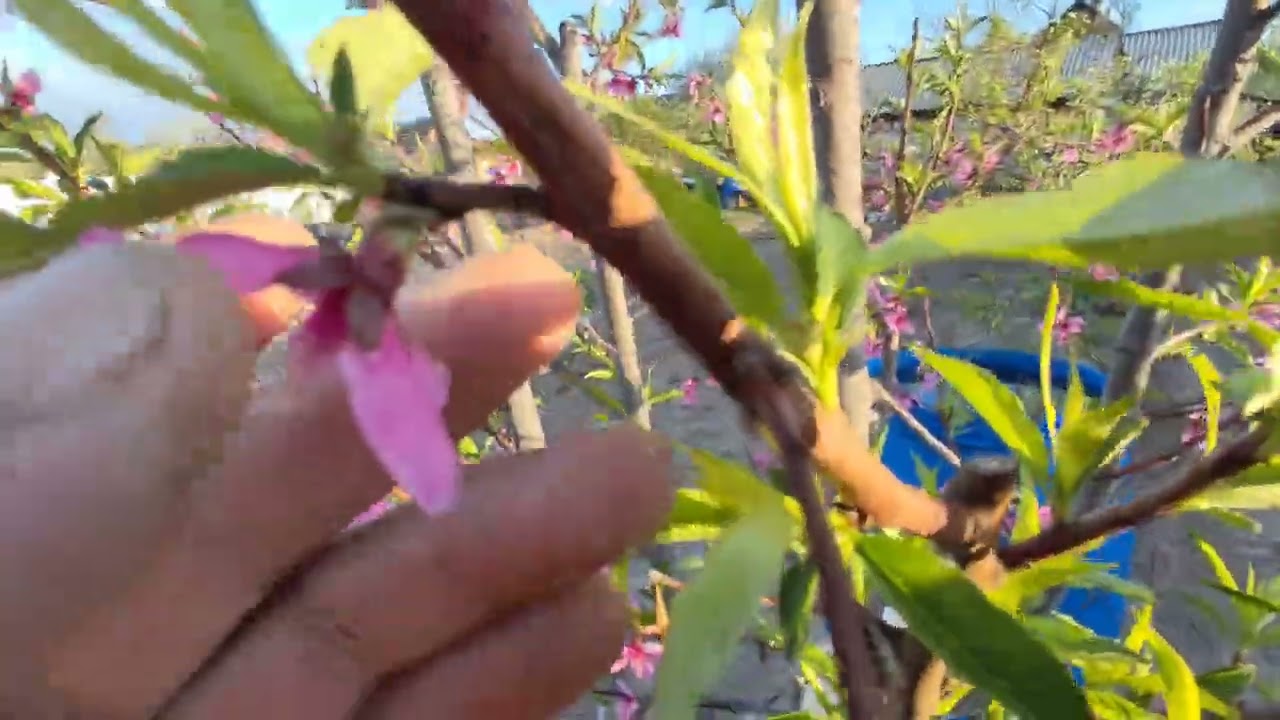 26 апреля 2025г. Беларусь.                 К нам идут весенние заморозки.