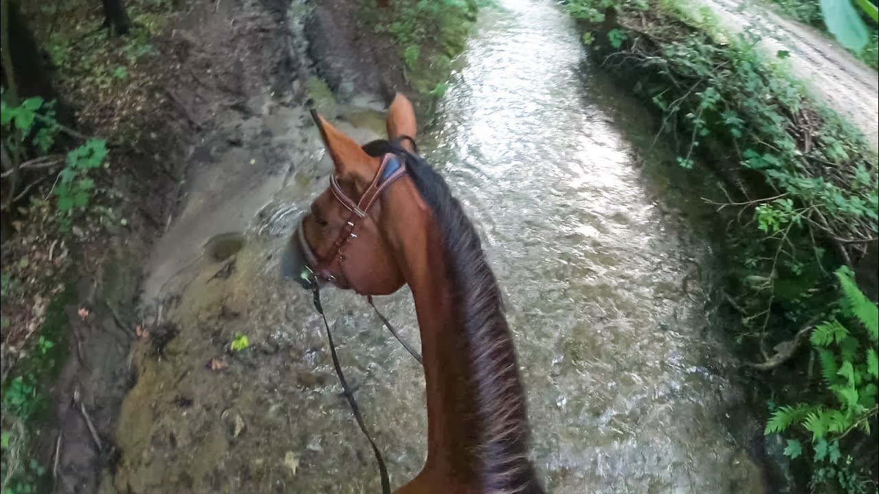GALOPUJE NA OKLEP W TERENIE! *sprzedaję siodło*