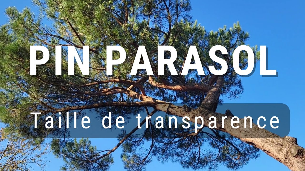Élagage d'un Pin parasol : taille de transparence