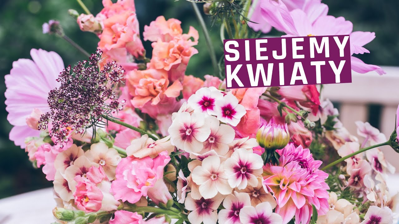 Siejemy kwiaty jednoroczne. Co wysiać w marcu?
