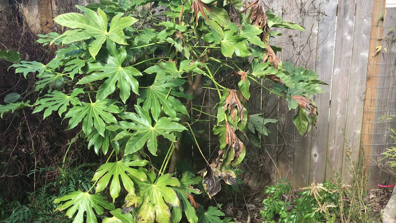 Cold damage to Fatsia?