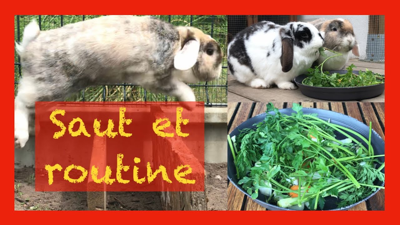 {Lapins} Sauter sans matériel et routine des lapins