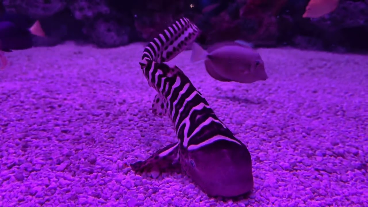 Zebra Shark Paradise Reef 🪸 