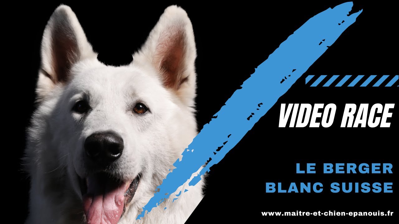Pour Tout Savoir Sur Le Berger Blanc Suisse