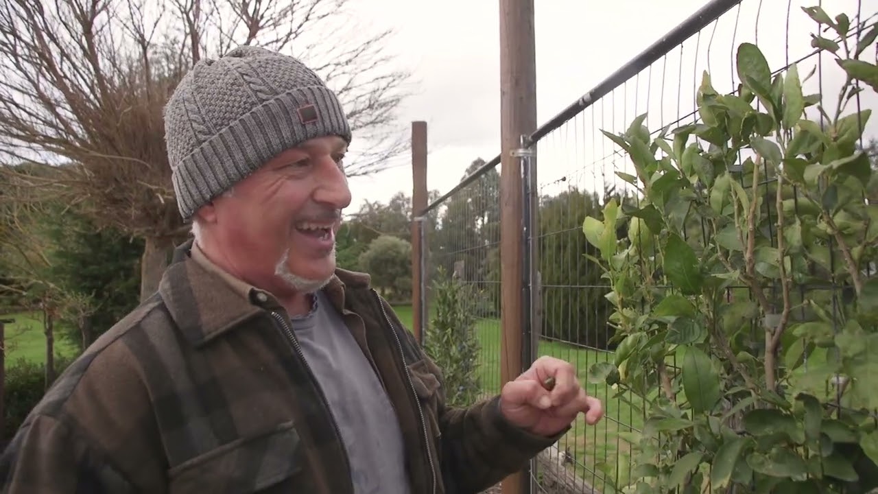 Training My Citrus Espalier Trees