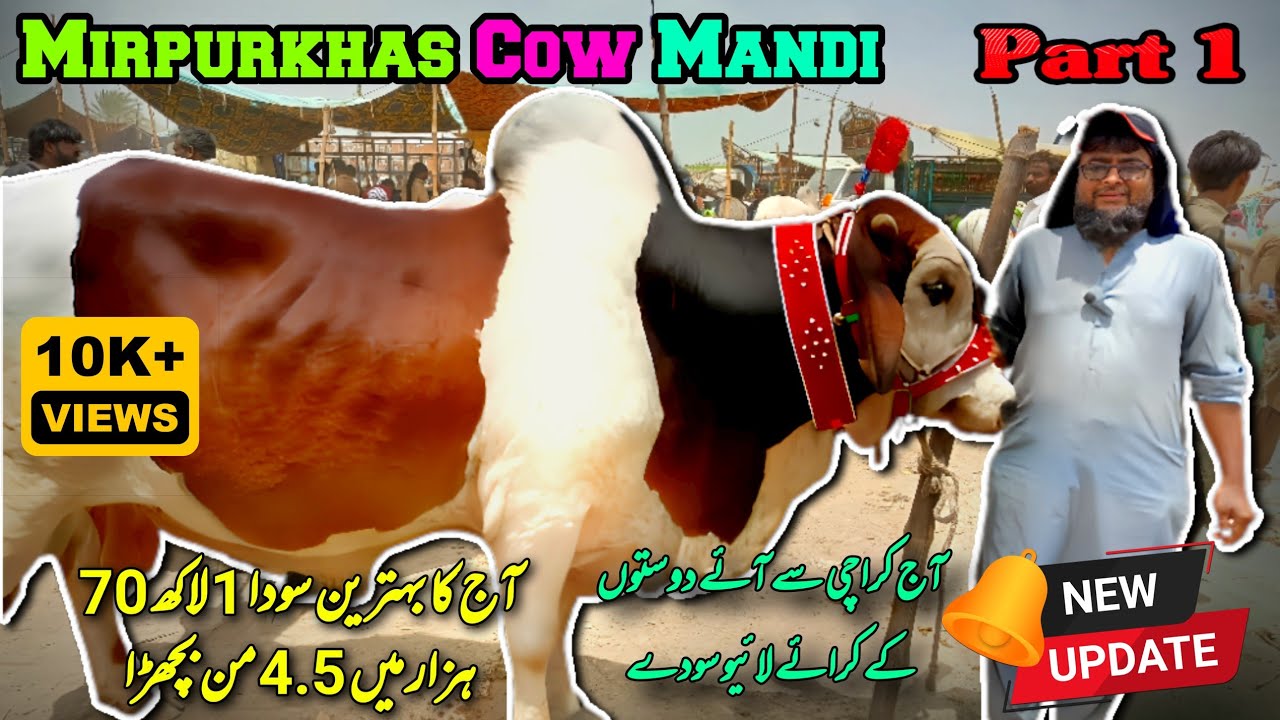 Mirpurkhas Cow Mandi Ma live Soda | Karachi Sa Aye Dost Janwar Lana | Qurbani 2024 | Bakra Eid