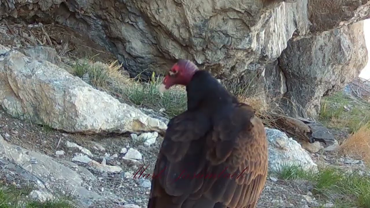 Ravens Dropping Rocks At Turkey Vulture Nest Site  Apr 2023