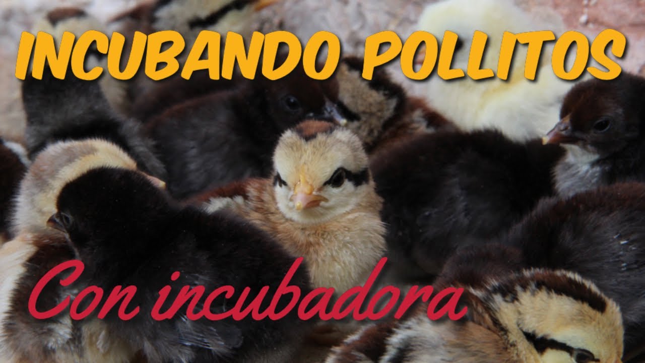 Incubamos Huevos de Gallina con Incubadora por Primera Vez - Incubación Artificial