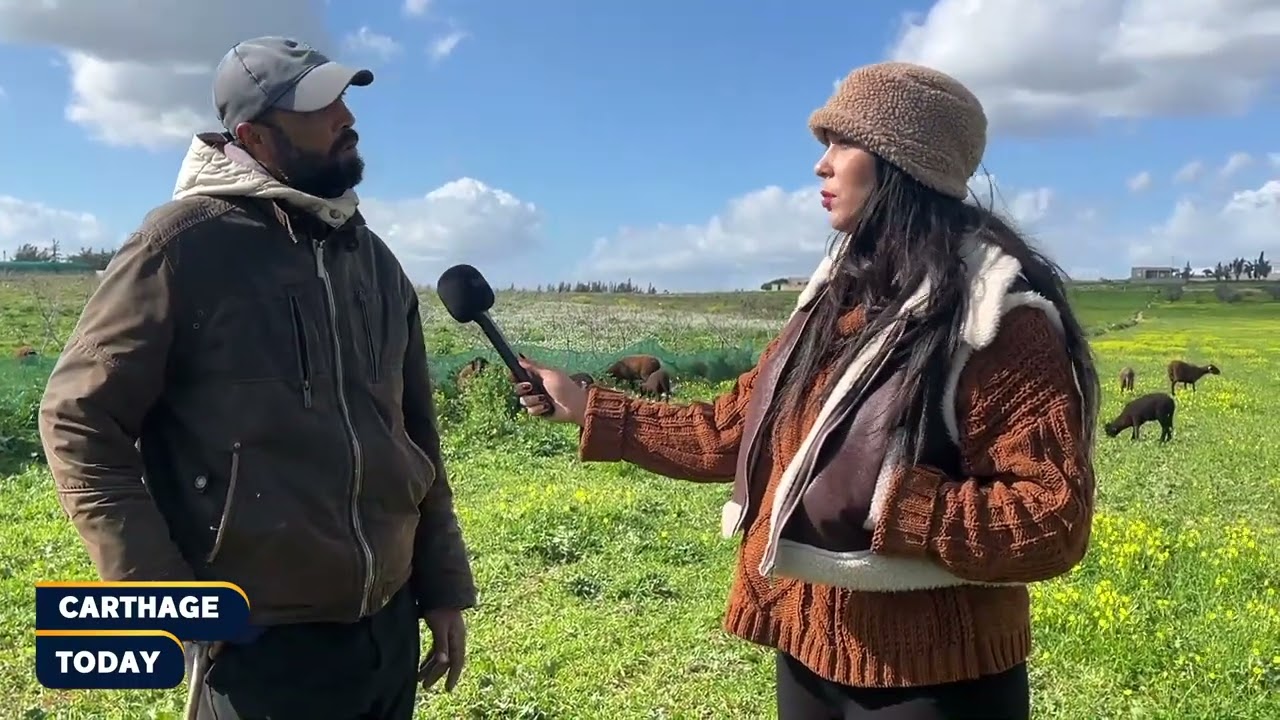 مجاز الباب : عندي «علالش تيبار» 🐏الجودة متاعهم خير و ما فيهمش شحم و سعرهم يكون اغلى شوية